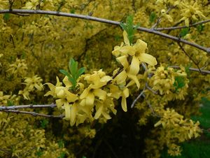 Zlatice prostřední (Forsythia x Intermedia Zabel)