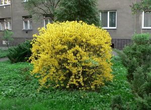 Zlatice prostřední (Forsythia x Intermedia Zabel)