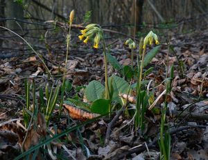 Prvosenka sp. (Primula)