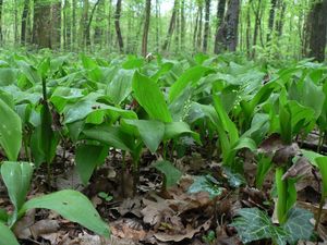 Konvalinka vonná (Convallaria majalis)