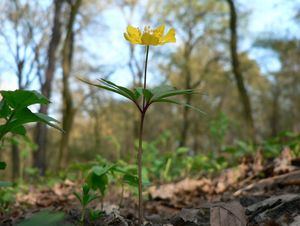 Sasanka pryskyřníkovitá (Anemone ranunculoides)