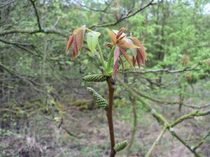 Ořešák královský (Juglans regia)