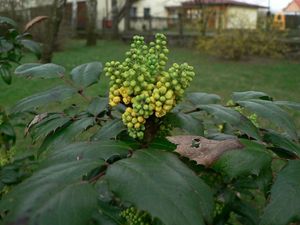 Mahónie cesmínolistá (Mahonia aguifolium)