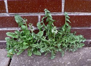 Smetánka lékařská (Taraxacum officinale)