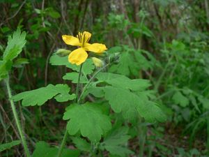 Vlaštovičník větší (Chelidonium majus)