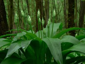 Česnek medvědí (Allium ursinum L.)