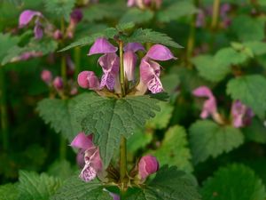 Hluchavka skvrnitá (Lamium maculatum)