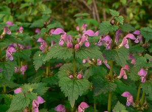 Hluchavka skvrnitá (Lamium maculatum)