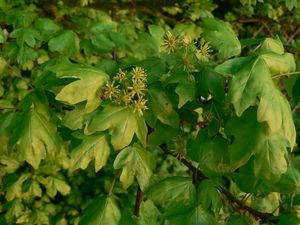 Javor babyka (Acer campestre)