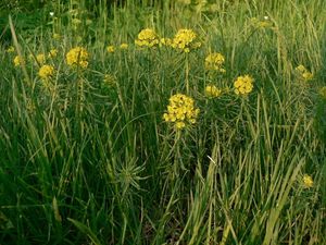 Pryšec chvojka (Euphorbia cyparissias)