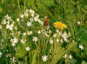 Ptačinec velkokvětý (Stellaria holostea)