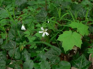 Ptačinec velkokvětý (Stellaria holostea)