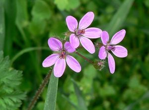 Pumpava rozpuková (Erodium cicutarium)