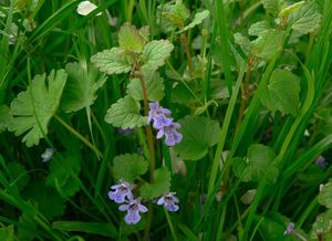 Popenec obecný (Glechoma hederacea)