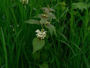 Hluchavka bílá (Lamium album)