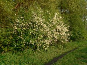 Střemcha obecná (Prunus padus)