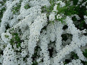 Tavolník popelavý (Spiraea cinerea Grefsheim)