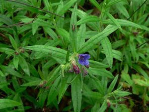 Kamejka modronachová (Lithospermum purpureo-coeruleum L.)