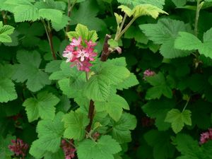 Meruzalka krvavá (Ribes sanguineum)