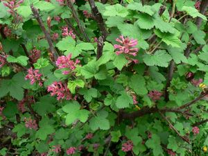 Meruzalka krvavá (Ribes sanguineum)