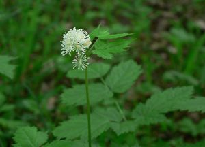 Samorostlík klasnatý (Actaea spicata)