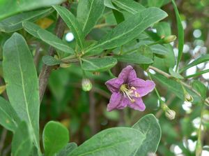 Kustovnice cizí (Lycium barbarum L.)