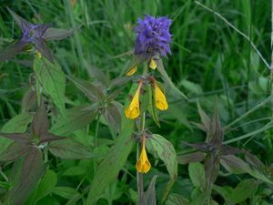 Černýš hajní (Melampyrum  nemorosum L.)