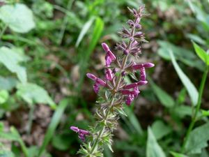 Čistec lesní (Stachys sylvatica)