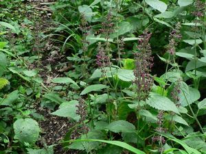 Čistec lesní (Stachys sylvatica)