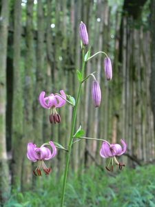 Lilie zlatohlavá (Lilium martagon)