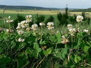 Jetel plazivý (Trifolium repens)