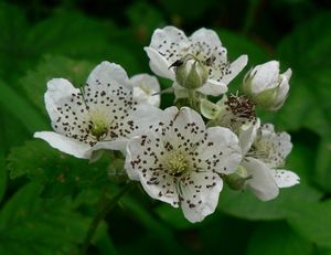 Ostružiník obecný (Rubus fruticosus)