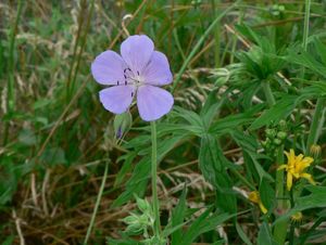 Kakost luční (Geranium pratense)