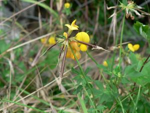 Štírovník růžkatý (Lotus corniculatus)