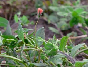 Drchnička rolní (Anagalis arvensis L.)