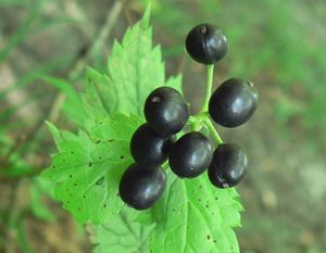 Samorostlík klasnatý (Actaea spicata)