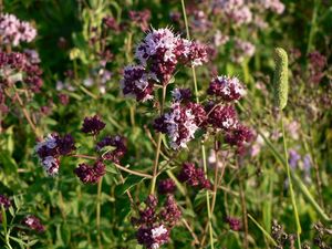 Dobromysl obecná (Origanum vulgare)