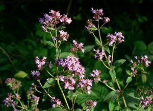 Dobromysl obecná (Origanum vulgare)