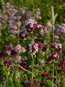 Dobromysl obecná (Origanum vulgare)