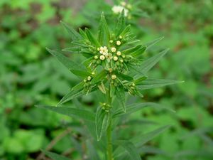 Kamejka lékařská (Lithospermum officinale)