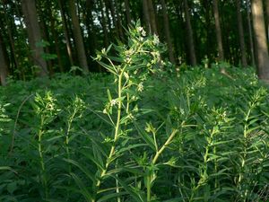 Kamejka lékařská (Lithospermum officinale)