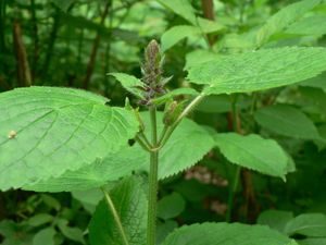 Čistec lesní (Stachys sylvatica)