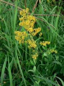 Svízel syřišťový (Galium verum L.)