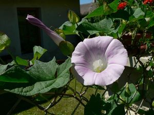 Opletník sličný (Calystegia pulchra)