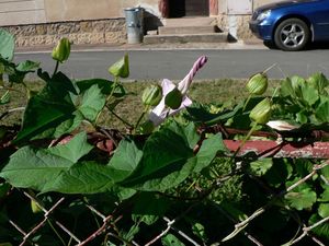 Opletník sličný (Calystegia pulchra)