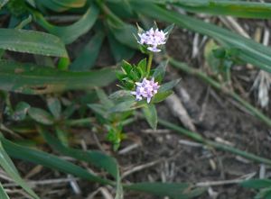 Bračka rolní (Sherardia arvensis)