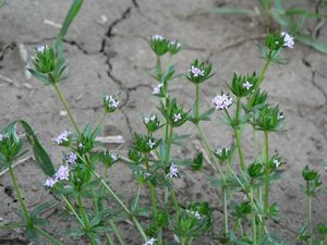 Bračka rolní (Sherardia arvensis)