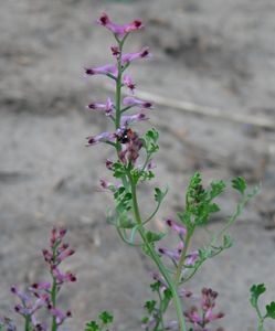 Zemědým lékařský (Fumaria officinalis)