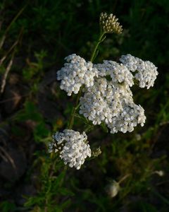 Řebříček obecný (Achillea millefiori)