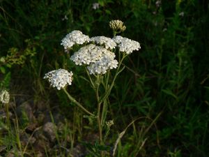 Řebříček obecný (Achillea millefiori)